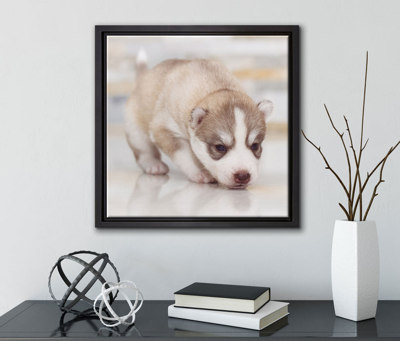 Husky Welpe  auf Leinwandbild Quadratisch gerahmt mit Kirschblüten