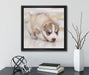 Husky Welpe  auf Leinwandbild Quadratisch gerahmt mit Kirschblüten