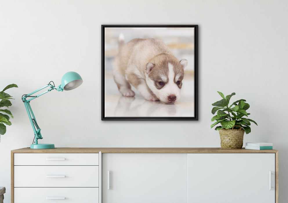 Husky Welpe auf Leinwandbild gerahmt Quadratisch verschiedene Größen im Wohnzimmer