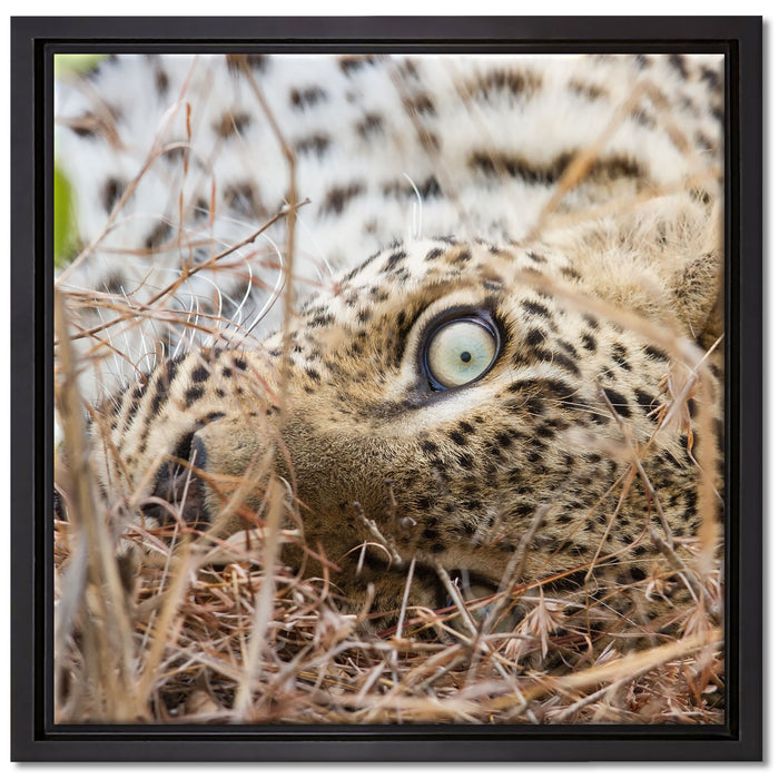 Leopard auf Leinwandbild Quadratisch gerahmt Größe 40x40