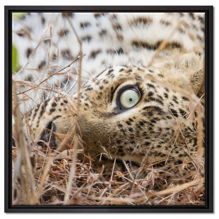 Leopard auf Leinwandbild Quadratisch gerahmt Größe 60x60
