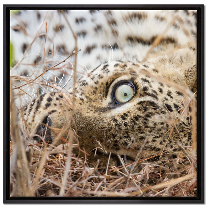 Leopard auf Leinwandbild Quadratisch gerahmt Größe 70x70
