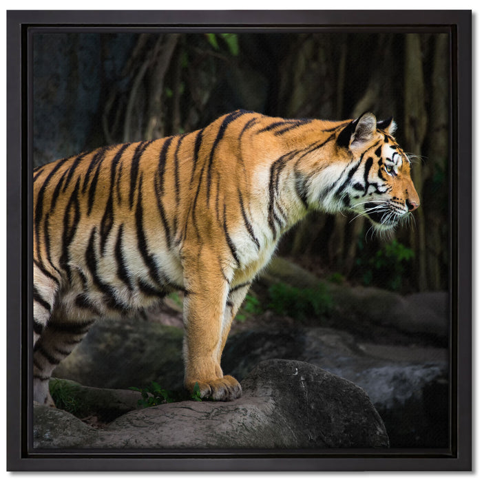 Tiger auf Leinwandbild Quadratisch gerahmt Größe 40x40