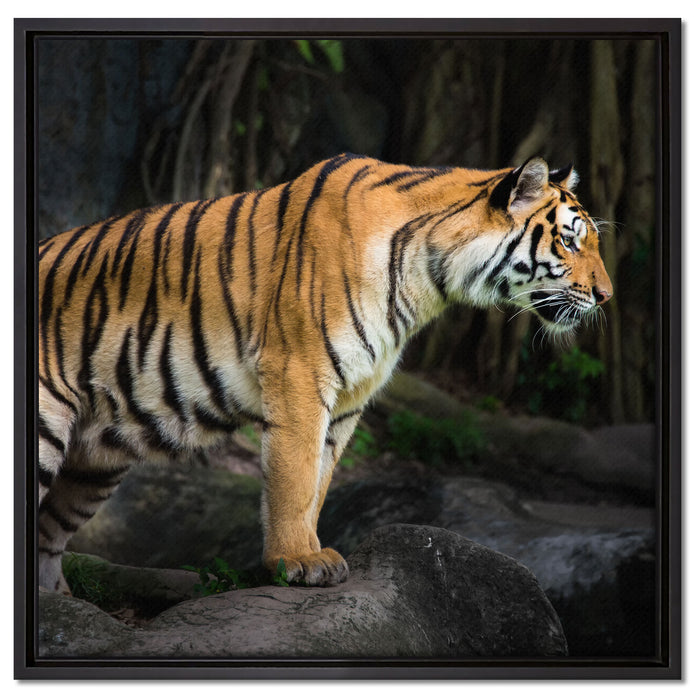 Tiger auf Leinwandbild Quadratisch gerahmt Größe 60x60