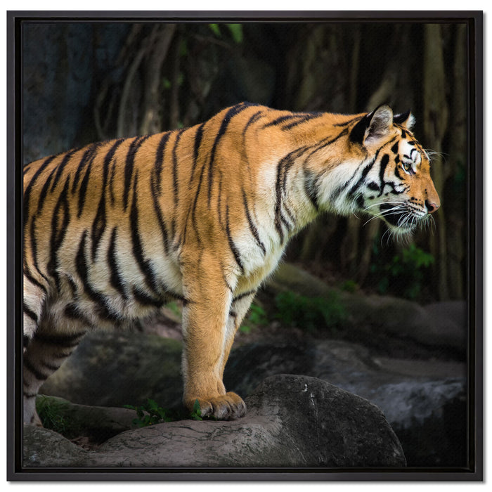 Tiger auf Leinwandbild Quadratisch gerahmt Größe 70x70