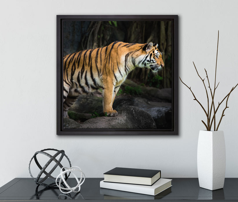 Tiger  auf Leinwandbild Quadratisch gerahmt mit Kirschblüten