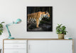 Tiger auf Leinwandbild gerahmt Quadratisch verschiedene Größen im Wohnzimmer
