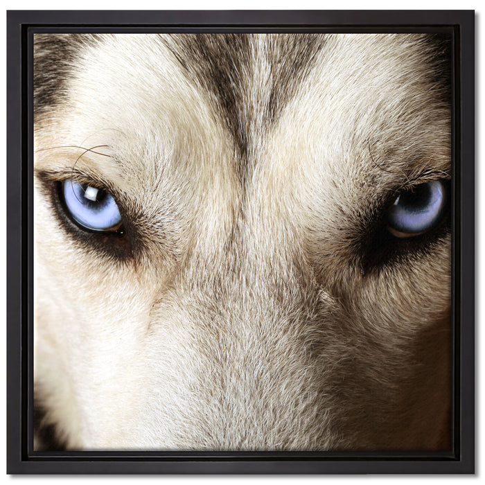 Husky eisblaue Augen auf Leinwandbild Quadratisch gerahmt Größe 40x40