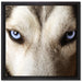 Husky eisblaue Augen auf Leinwandbild Quadratisch gerahmt Größe 40x40