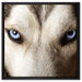Husky eisblaue Augen auf Leinwandbild Quadratisch gerahmt Größe 60x60