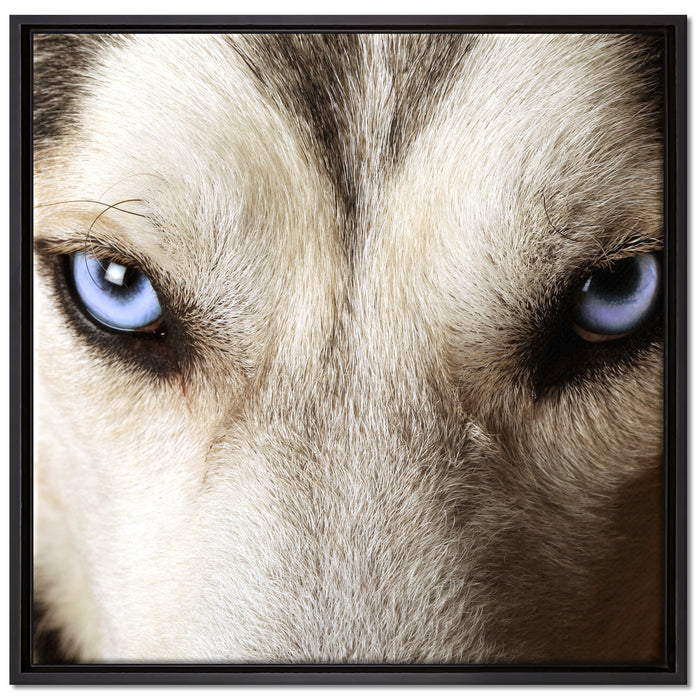 Husky eisblaue Augen auf Leinwandbild Quadratisch gerahmt Größe 70x70