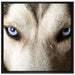 Husky eisblaue Augen auf Leinwandbild Quadratisch gerahmt Größe 70x70