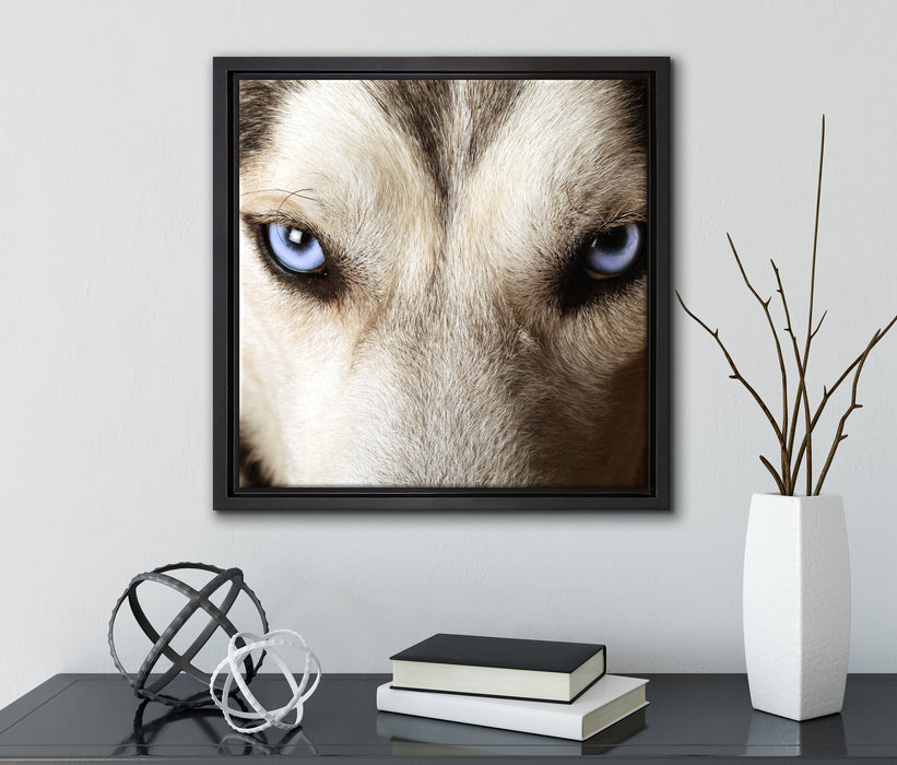 Husky eisblaue Augen  auf Leinwandbild Quadratisch gerahmt mit Kirschblüten