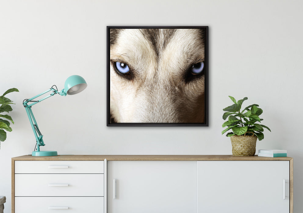 Husky eisblaue Augen auf Leinwandbild gerahmt Quadratisch verschiedene Größen im Wohnzimmer