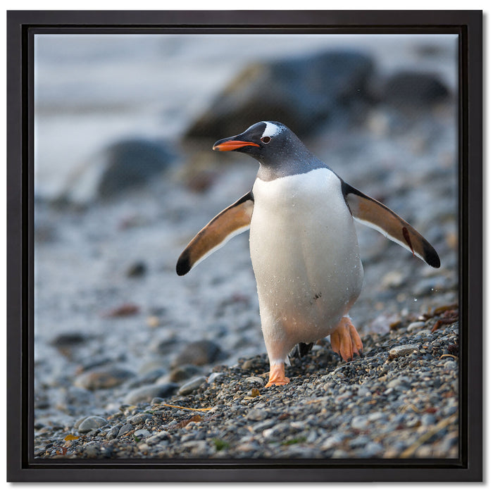 Pinguine auf Leinwandbild Quadratisch gerahmt Größe 40x40