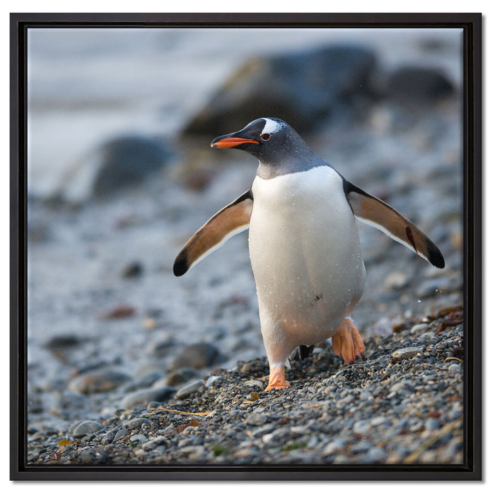 Pinguine auf Leinwandbild Quadratisch gerahmt Größe 60x60