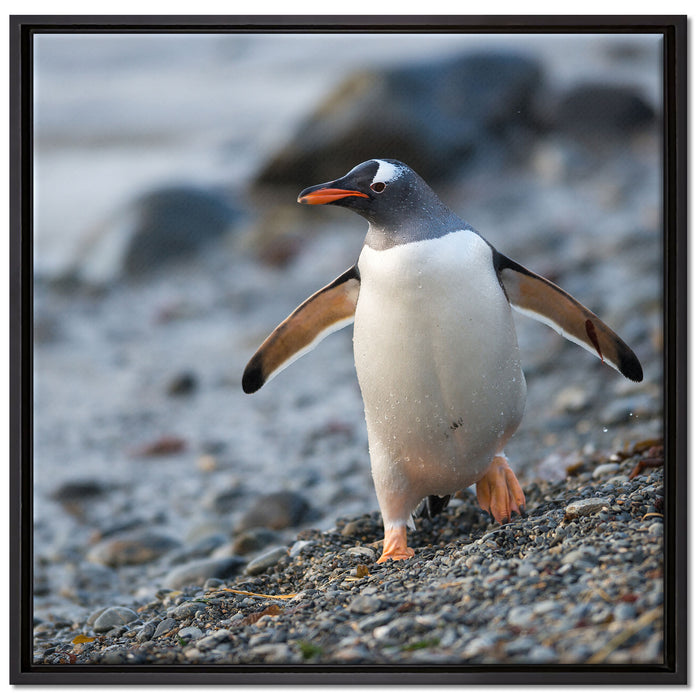 Pinguine auf Leinwandbild Quadratisch gerahmt Größe 70x70