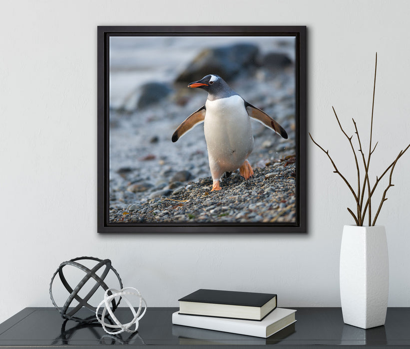 Pinguine  auf Leinwandbild Quadratisch gerahmt mit Kirschblüten