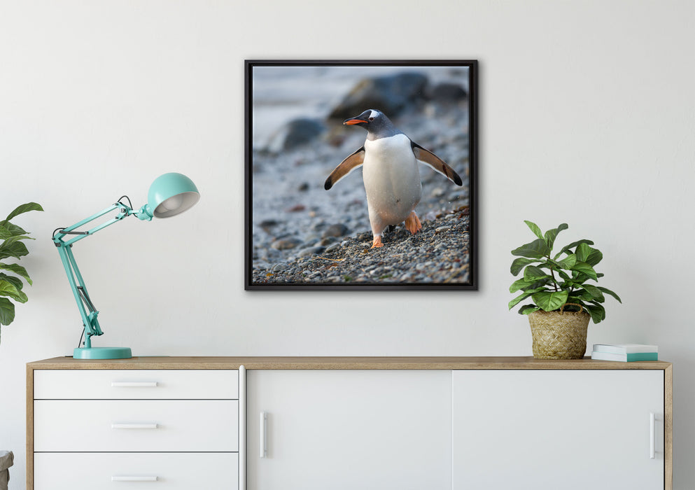 Pinguine auf Leinwandbild gerahmt Quadratisch verschiedene Größen im Wohnzimmer