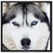 Husky auf Leinwandbild Quadratisch gerahmt Größe 70x70
