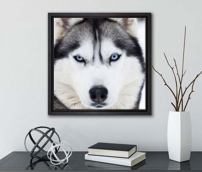 Husky  auf Leinwandbild Quadratisch gerahmt mit Kirschblüten