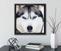 Husky  auf Leinwandbild Quadratisch gerahmt mit Kirschblüten