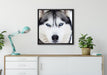 Husky auf Leinwandbild gerahmt Quadratisch verschiedene Größen im Wohnzimmer