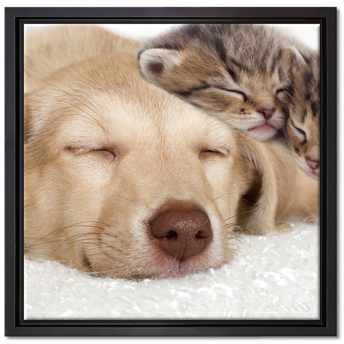 Kätzchen und Hund schmusend auf Leinwandbild Quadratisch gerahmt Größe 40x40