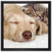 Kätzchen und Hund schmusend auf Leinwandbild Quadratisch gerahmt Größe 40x40
