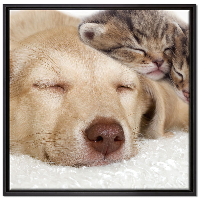 Kätzchen und Hund schmusend auf Leinwandbild Quadratisch gerahmt Größe 70x70