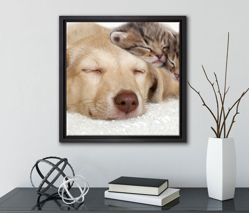 Kätzchen und Hund schmusend  auf Leinwandbild Quadratisch gerahmt mit Kirschblüten