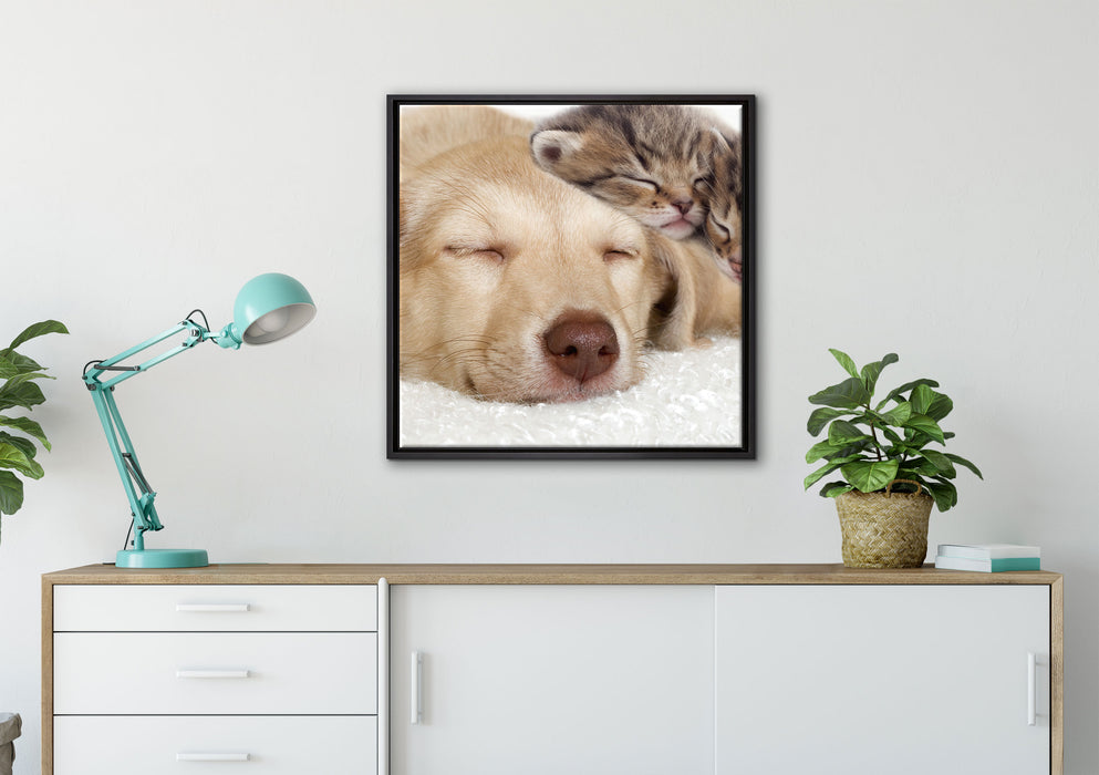 Kätzchen und Hund schmusend auf Leinwandbild gerahmt Quadratisch verschiedene Größen im Wohnzimmer