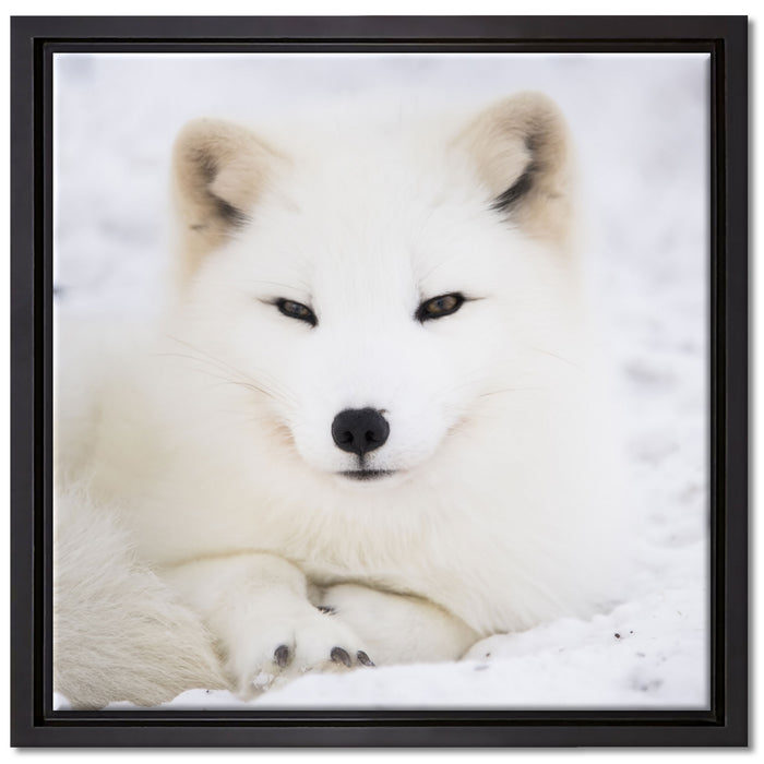 Weißer Fuchs auf Leinwandbild Quadratisch gerahmt Größe 40x40