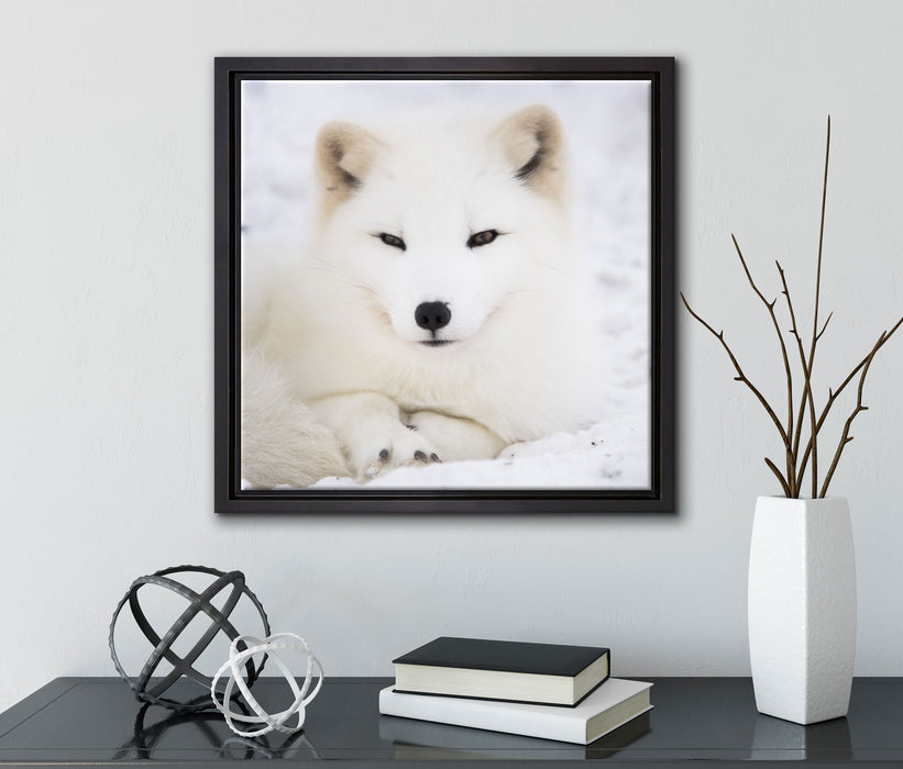 Weißer Fuchs  auf Leinwandbild Quadratisch gerahmt mit Kirschblüten
