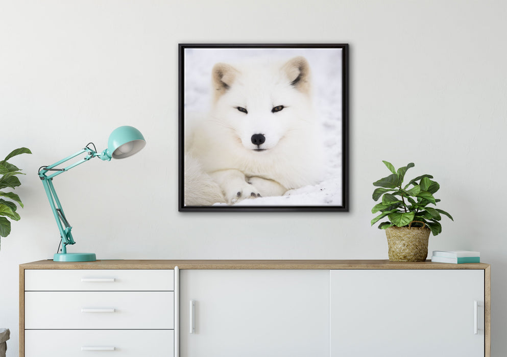 Weißer Fuchs auf Leinwandbild gerahmt Quadratisch verschiedene Größen im Wohnzimmer