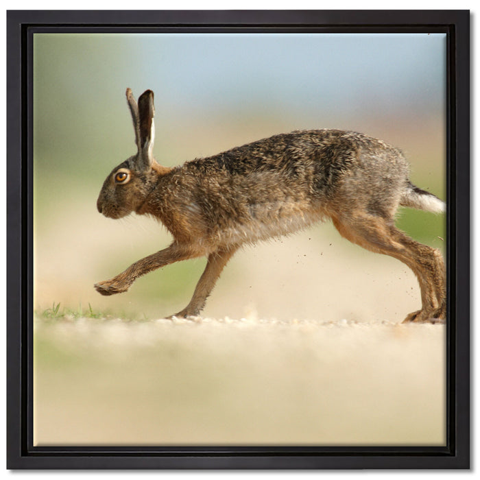 Hüpfender Hase auf Leinwandbild Quadratisch gerahmt Größe 40x40