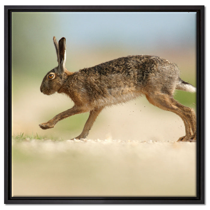 Hüpfender Hase auf Leinwandbild Quadratisch gerahmt Größe 60x60