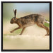 Hüpfender Hase auf Leinwandbild Quadratisch gerahmt Größe 60x60