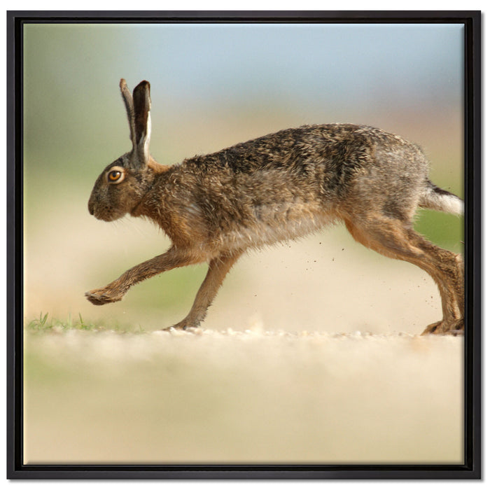 Hüpfender Hase auf Leinwandbild Quadratisch gerahmt Größe 70x70
