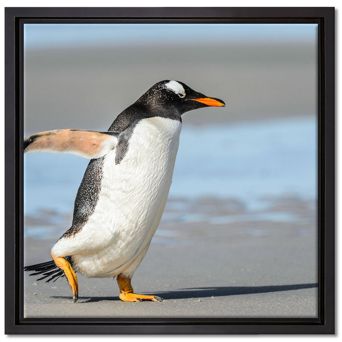 Pinguin am Strand auf Leinwandbild Quadratisch gerahmt Größe 40x40