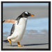 Pinguin am Strand auf Leinwandbild Quadratisch gerahmt Größe 60x60