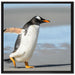 Pinguin am Strand auf Leinwandbild Quadratisch gerahmt Größe 70x70