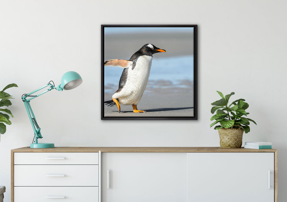 Pinguin am Strand auf Leinwandbild gerahmt Quadratisch verschiedene Größen im Wohnzimmer