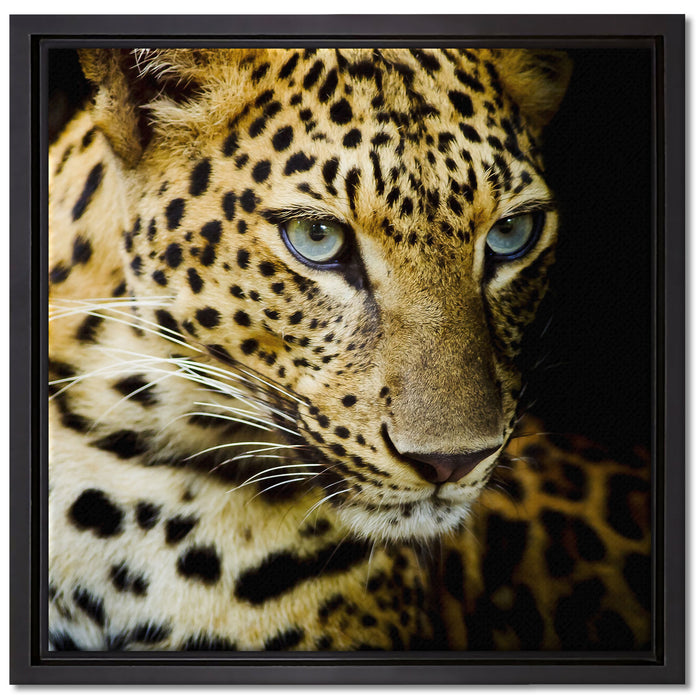 Leopard mit blauen Augen auf Leinwandbild Quadratisch gerahmt Größe 40x40
