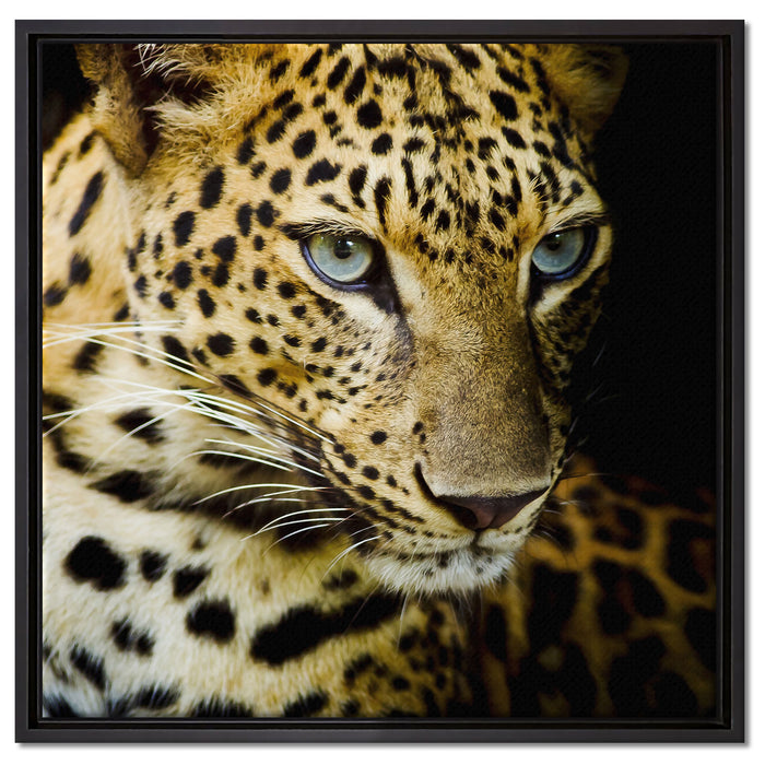 Leopard mit blauen Augen auf Leinwandbild Quadratisch gerahmt Größe 60x60