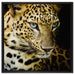 Leopard mit blauen Augen auf Leinwandbild Quadratisch gerahmt Größe 60x60