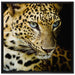 Leopard mit blauen Augen auf Leinwandbild Quadratisch gerahmt Größe 70x70