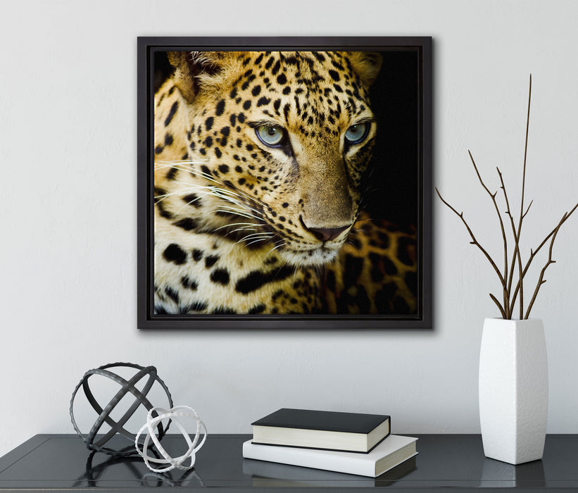 Leopard mit blauen Augen  auf Leinwandbild Quadratisch gerahmt mit Kirschblüten
