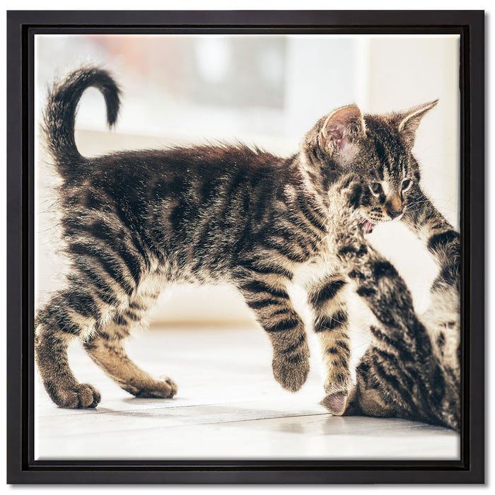 Fighting Cats auf Leinwandbild Quadratisch gerahmt Größe 40x40