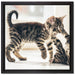 Fighting Cats auf Leinwandbild Quadratisch gerahmt Größe 40x40